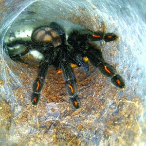 委内瑞拉太阳虎 - 高清图片,堆糖,美图壁纸兴趣社区