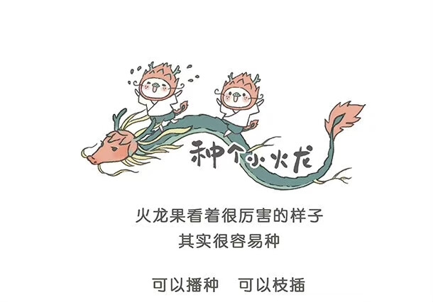 罗罗布火龙果