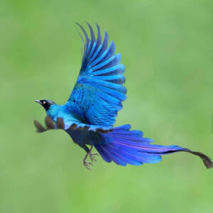 长尾辉椋鸟 - 高清图片,堆糖,美图壁纸兴趣社区