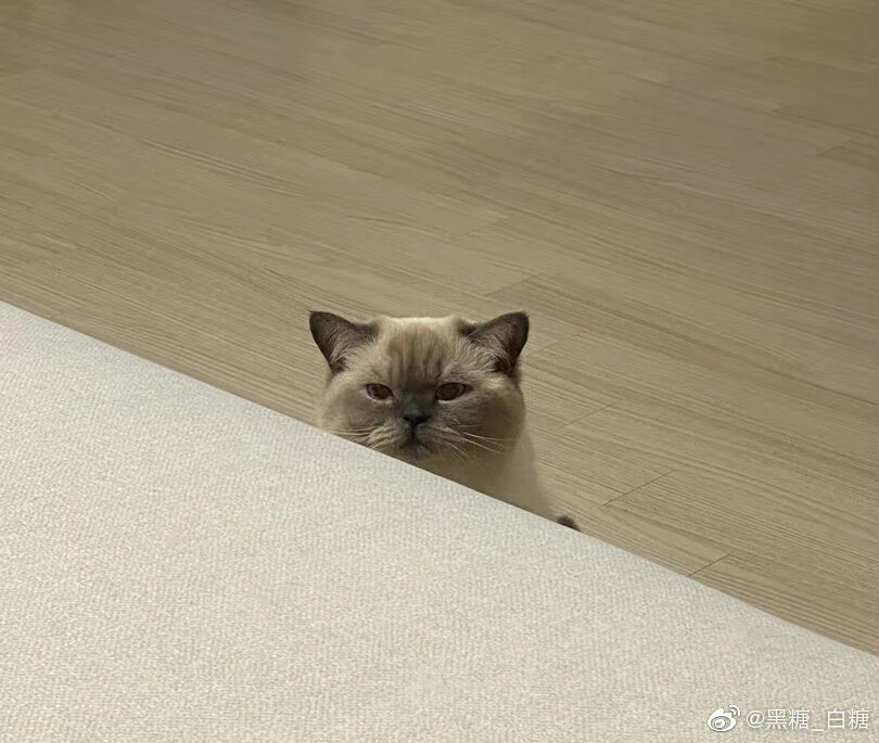 梦中情猫！！！！！！