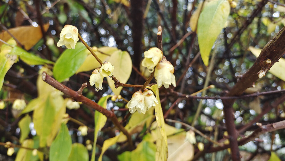 美丽吉安之城区一景：腊梅花开 雨中格外迷人
2022年1月17日，在吉安城南市民广场，几株腊梅在寒风中竞相绽放，暗香浮动，沁人心脾，为即将到来的春节增添了一抹别样的色彩。绽放的腊梅挂在枝头，在寒风细雨中舒展开来 ，晶莹剔透， 格外迷人。