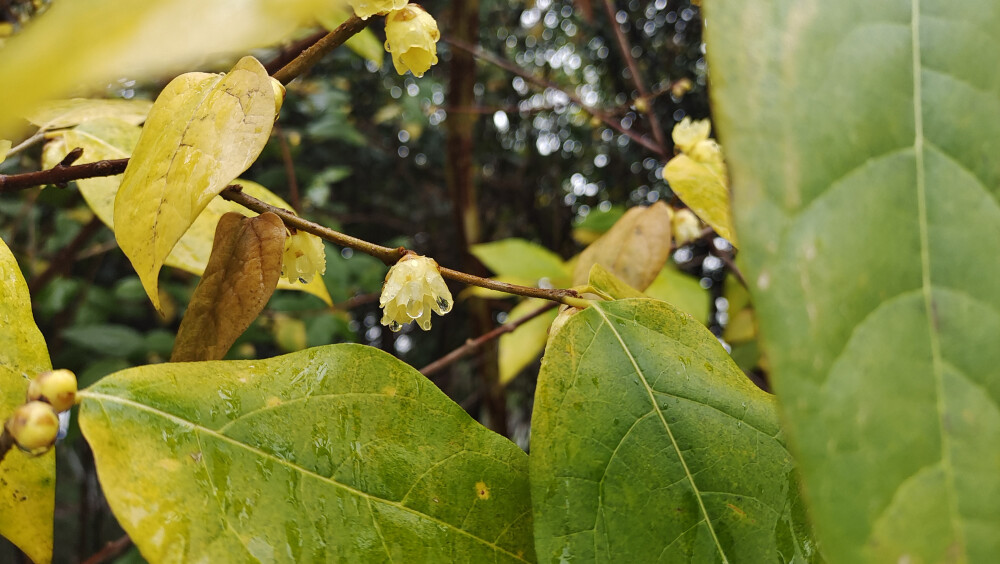 美丽吉安之城区一景：腊梅花开 雨中格外迷人
2022年1月17日，在吉安城南市民广场，几株腊梅在寒风中竞相绽放，暗香浮动，沁人心脾，为即将到来的春节增添了一抹别样的色彩。绽放的腊梅挂在枝头，在寒风细雨中舒展开来 ，晶莹剔透， 格外迷人。