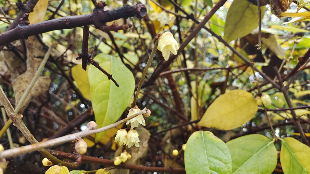 美丽吉安之城区一景：腊梅花开 雨中格外迷人
2022年1月17日，在吉安城南市民广场，几株腊梅在寒风中竞相绽放，暗香浮动，沁人心脾，为即将到来的春节增添了一抹别样的色彩。绽放的腊梅挂在枝头，在寒风细雨中舒展开来 ，晶莹剔透， 格外迷人。