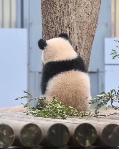 黑白团子//
熊猫头像拿赞