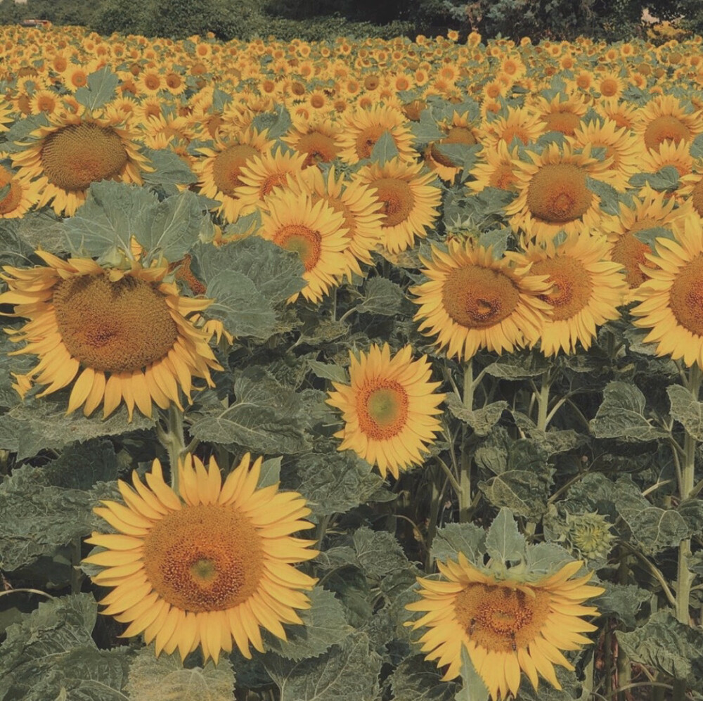 复古风背景图 ｜ 橘色背景图 ｜ 拿图点赞