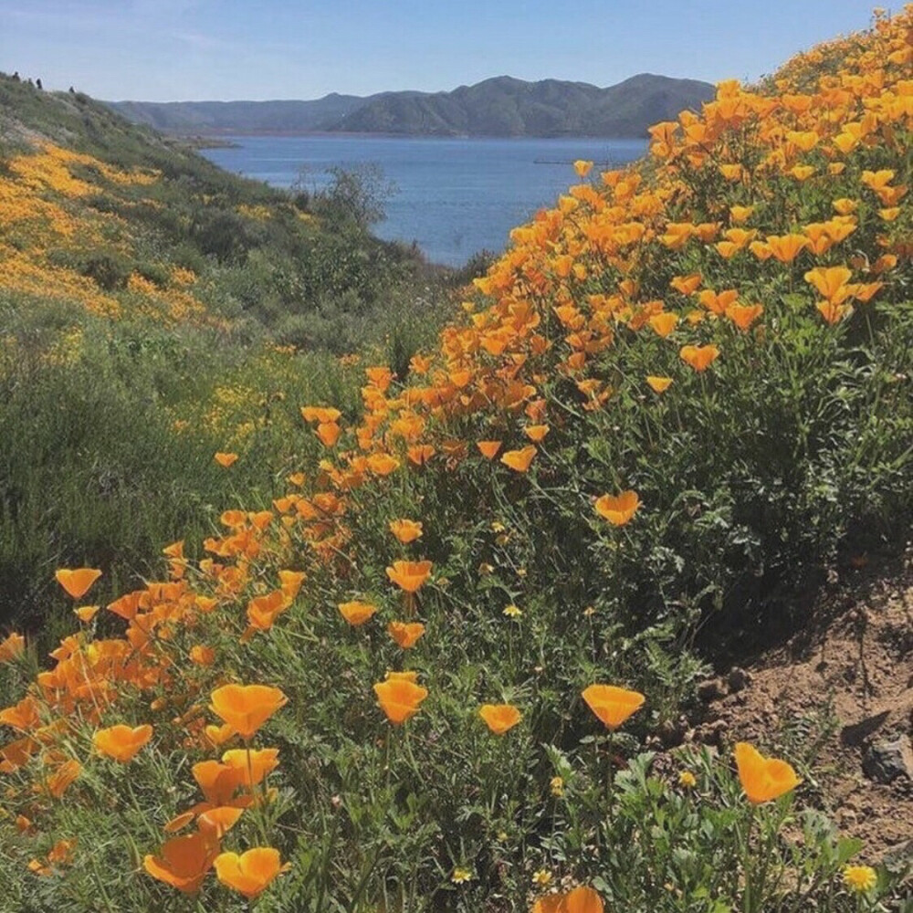 复古风背景图 ｜ 橘色背景图 ｜ 拿图点赞