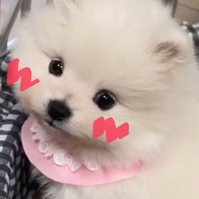 小狗难过
