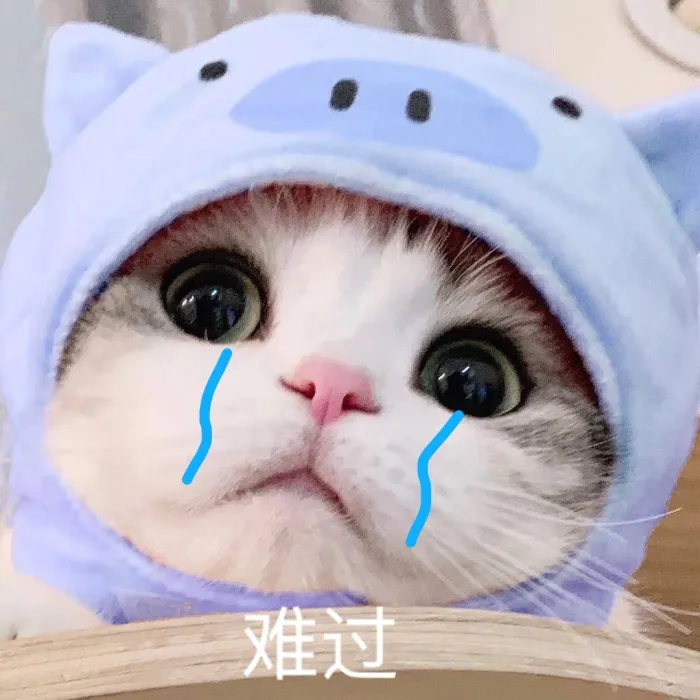 猫咪 难过