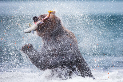 堪察加棕熊
一头在库页湖中捕食鲑鱼的堪察加棕熊，摄于俄罗斯的堪察加半岛。/REDA&amp;CO