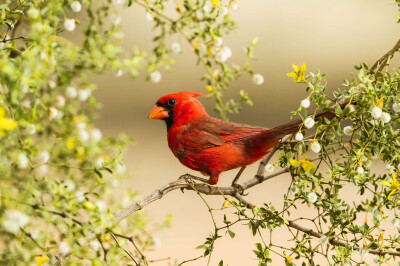 北美红雀
红通通的北美红雀又叫主红雀，是美国七个州的州鸟。摄于美国亚利桑那州。/Its About Light