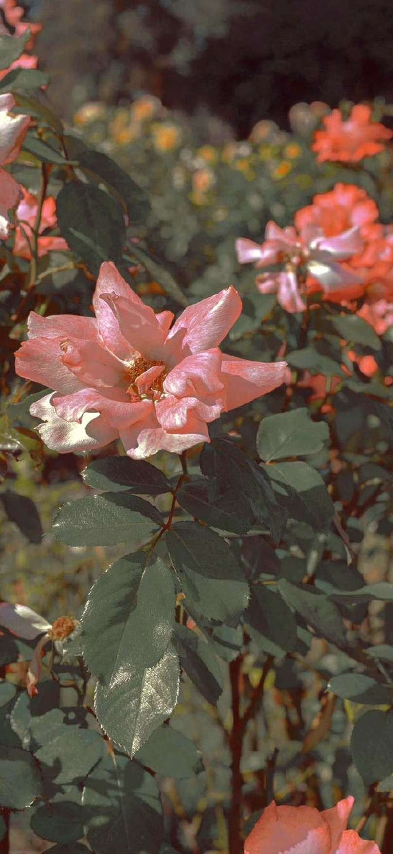 鲜花 粉 壁纸