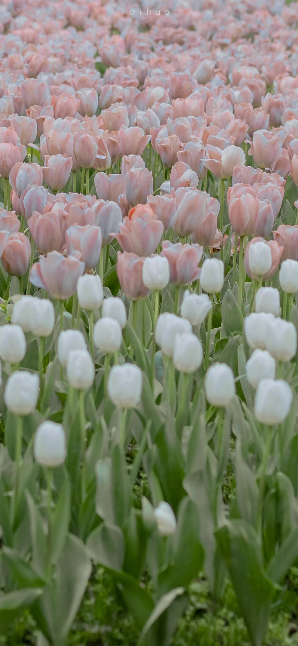 花束壁纸 鲜花壁纸