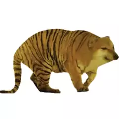 cheems和流泪猫猫头