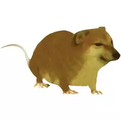 cheems和流泪猫猫头