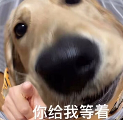 大怨种狗狗