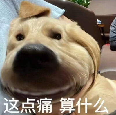 大怨种狗狗