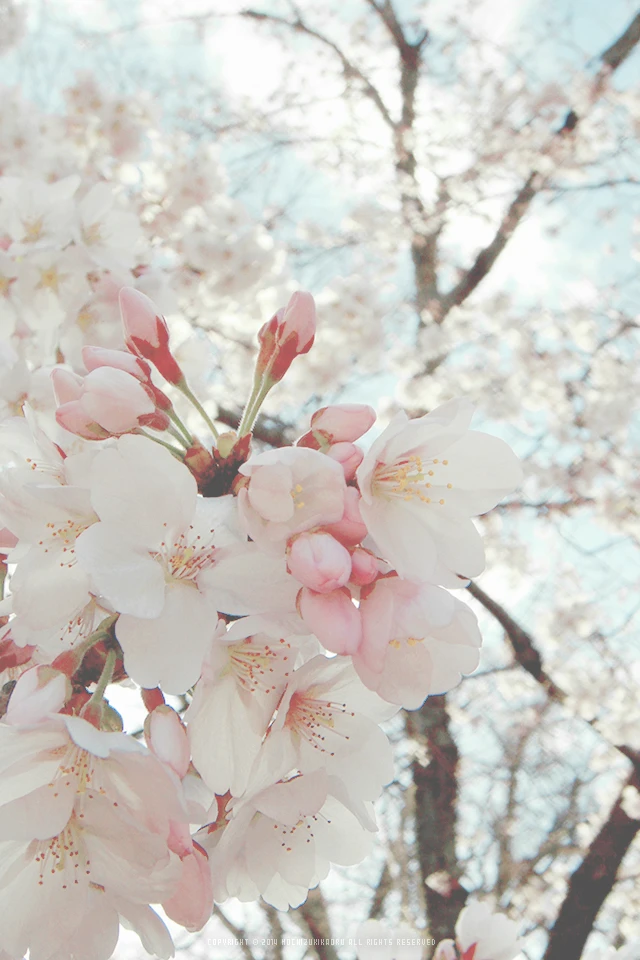 京都的樱花