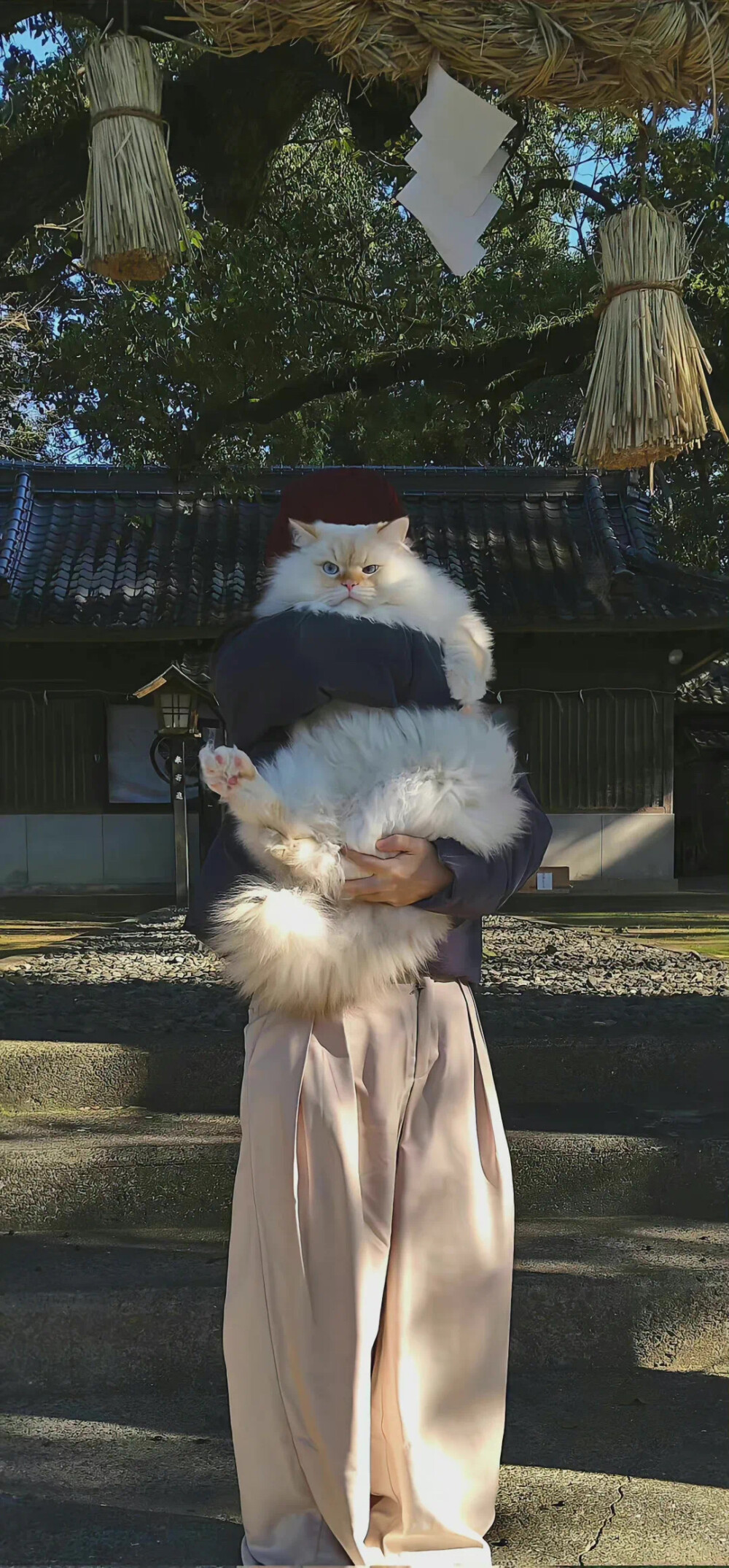 猫 壁纸