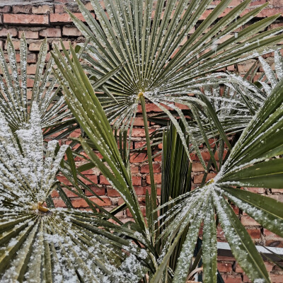 是雪哎