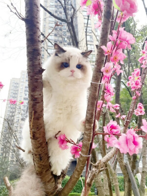 猫咪头像