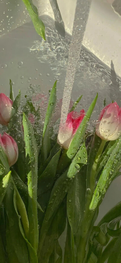 花朵壁纸 侵权删