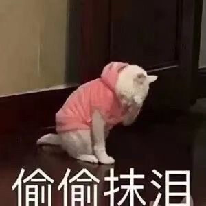 表情包来咯～