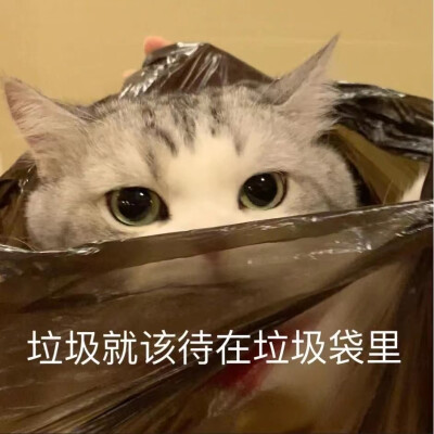 可爱的修猫~