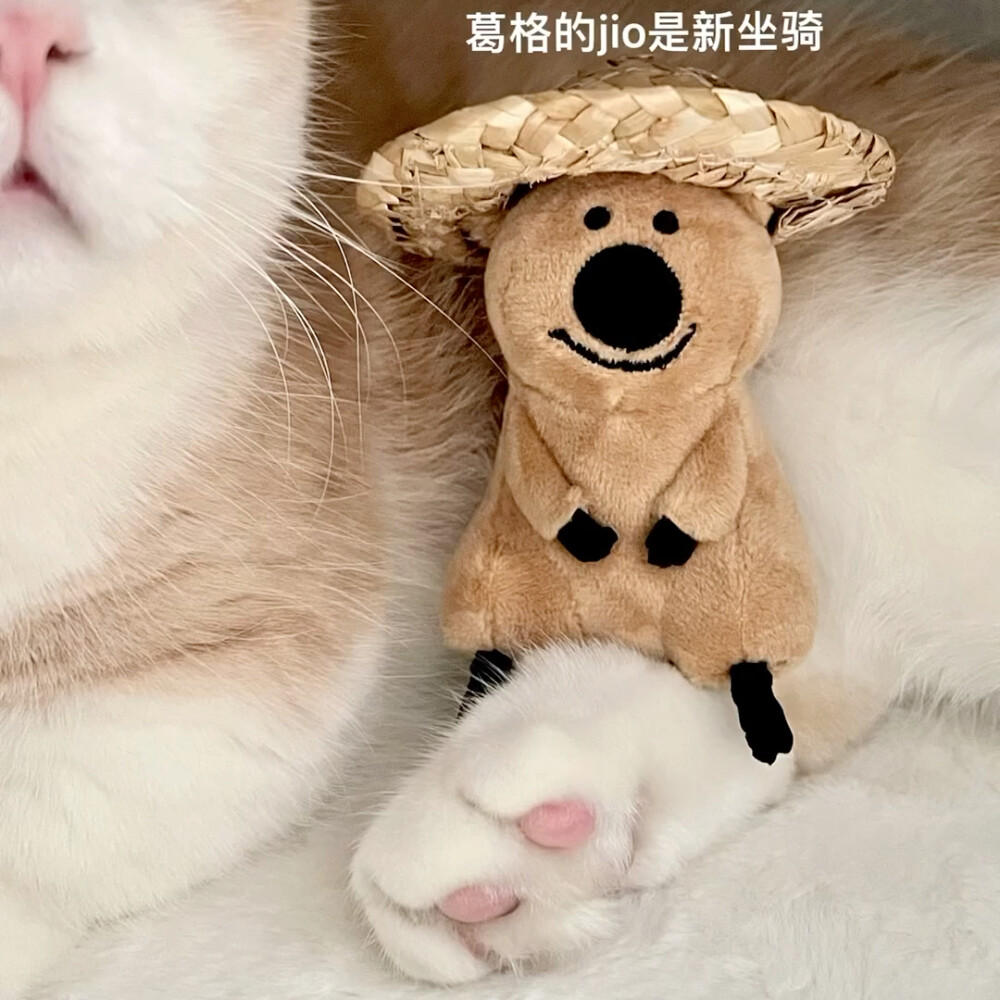 好喜欢这只猫