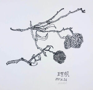 写生 静物 龙虾 荔枝 葡萄 筐 蜡烛 樱桃 柿子 苹果