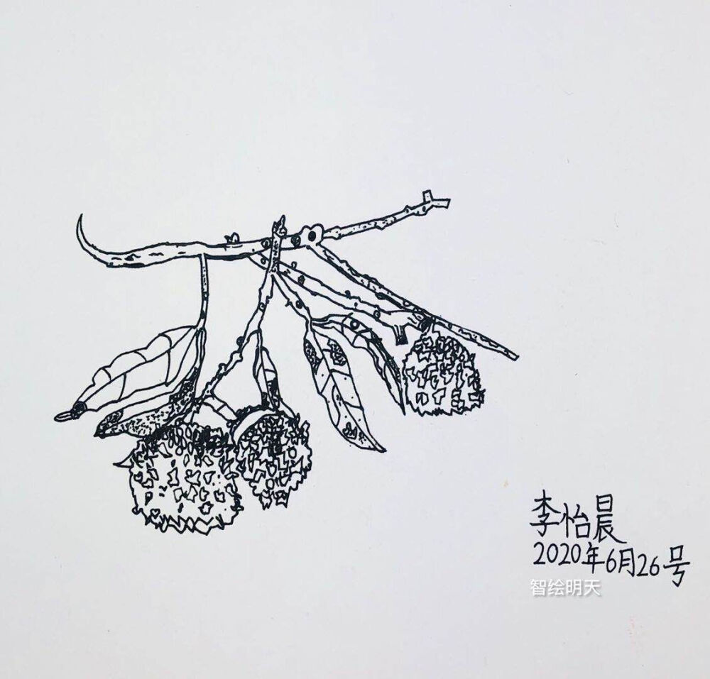 写生 静物 龙虾 荔枝 葡萄 筐 蜡烛 樱桃 柿子 苹果