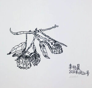 写生 静物 龙虾 荔枝 葡萄 筐 蜡烛 樱桃 柿子 苹果