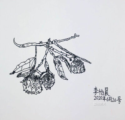 写生 静物 龙虾 荔枝 葡萄 筐 蜡烛 樱桃 柿子 苹果