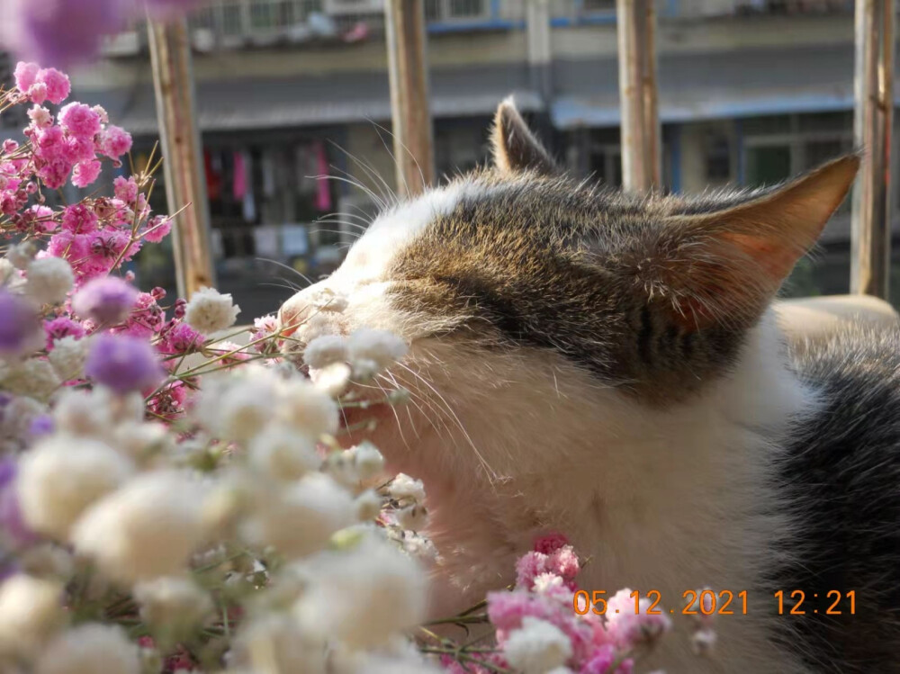 猫咪，夕阳，花与月