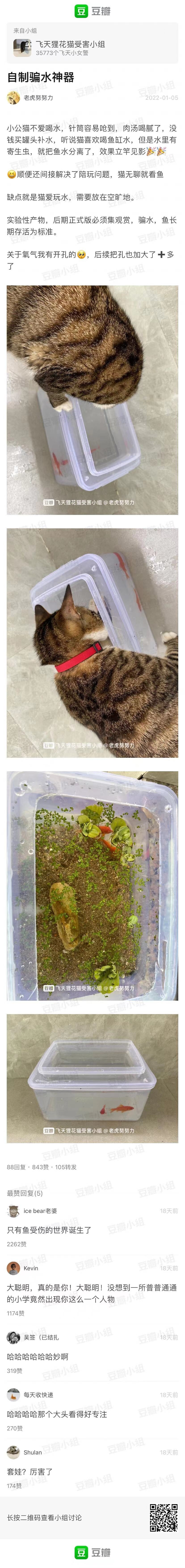 猫猫骗水；这个花纹麻猫