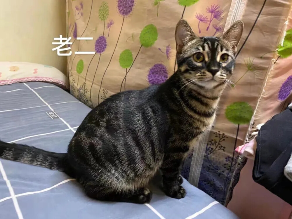 猫猫骗水；这个花纹麻猫