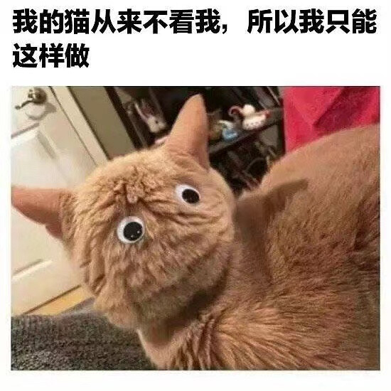 猫猫与眼睛