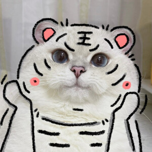 猫咪情头 猫咪头像