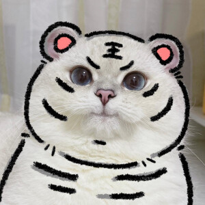 猫咪情头 猫咪头像