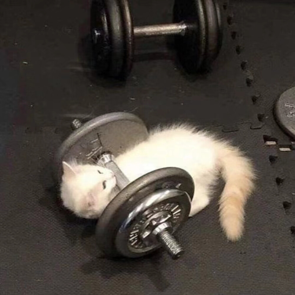 是可爱的小猫！！