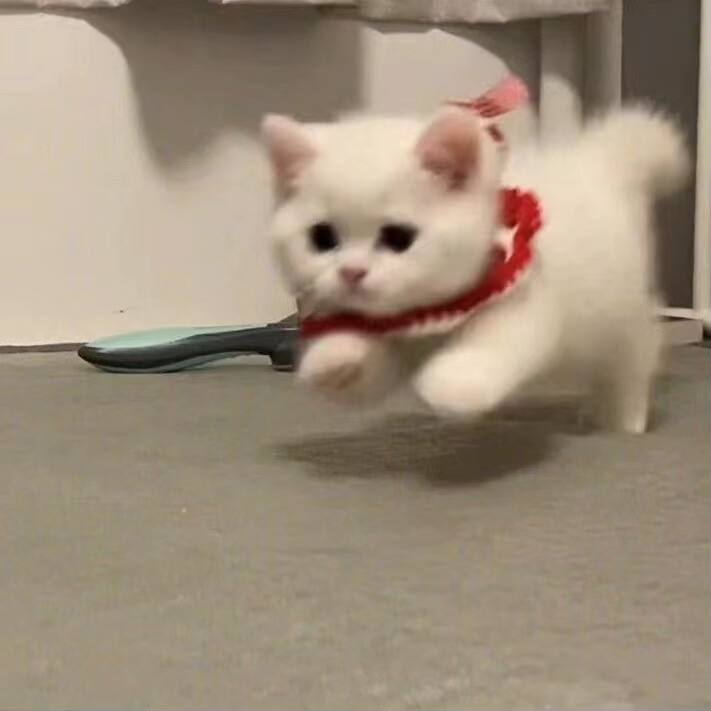 是可爱的小猫！！