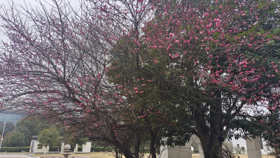 
春风扑面辞冬去，红梅花开迎春来。 1月28日，江西吉安城南市民广场的红梅迎风绽放，树梢上挂满了红彤彤的花骨朵，娇艳迷人，为即将到来的春节增添了喜庆的氛围。(摄/肖勇）