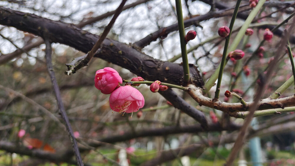 
春风扑面辞冬去，红梅花开迎春来。 1月28日，江西吉安城南市民广场的红梅迎风绽放，树梢上挂满了红彤彤的花骨朵，娇艳迷人，为即将到来的春节增添了喜庆的氛围。(摄/肖勇）