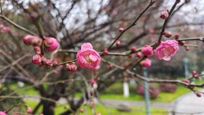 
春风扑面辞冬去，红梅花开迎春来。 1月28日，江西吉安城南市民广场的红梅迎风绽放，树梢上挂满了红彤彤的花骨朵，娇艳迷人，为即将到来的春节增添了喜庆的氛围。(摄/肖勇）