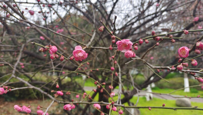 
春风扑面辞冬去，红梅花开迎春来。 1月28日，江西吉安城南市民广场的红梅迎风绽放，树梢上挂满了红彤彤的花骨朵，娇艳迷人，为即将到来的春节增添了喜庆的氛围。(摄/肖勇）