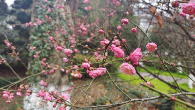 
春风扑面辞冬去，红梅花开迎春来。 1月28日，江西吉安城南市民广场的红梅迎风绽放，树梢上挂满了红彤彤的花骨朵，娇艳迷人，为即将到来的春节增添了喜庆的氛围。(摄/肖勇）