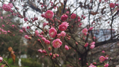 
春风扑面辞冬去，红梅花开迎春来。 1月28日，江西吉安城南市民广场的红梅迎风绽放，树梢上挂满了红彤彤的花骨朵，娇艳迷人，为即将到来的春节增添了喜庆的氛围。(摄/肖勇）