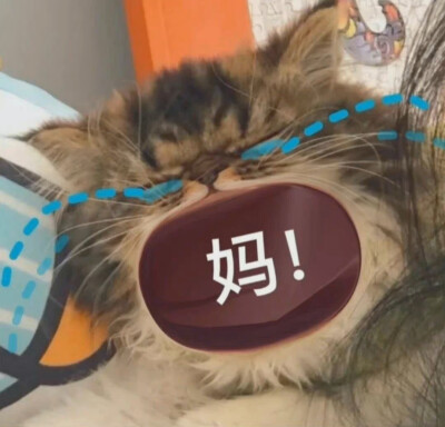 猫猫表情包（妈！ 没钱了！）
可可爱爱沙雕表情
图源wb