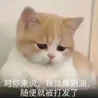 猫猫表情包可可爱爱
小猫咪能有什么坏心眼呢