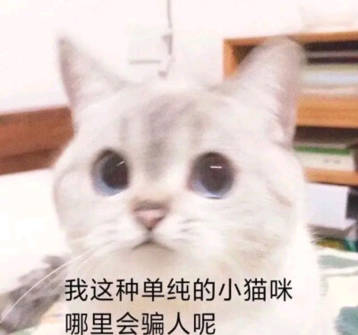 猫猫表情包可可爱爱
小猫咪能有什么坏心眼呢