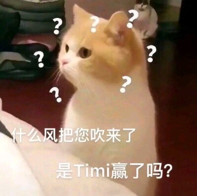 猫猫表情包可可爱爱
小猫咪能有什么坏心眼呢